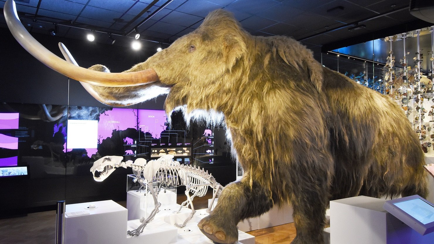 Woolly mammoth and cave lion in a museum