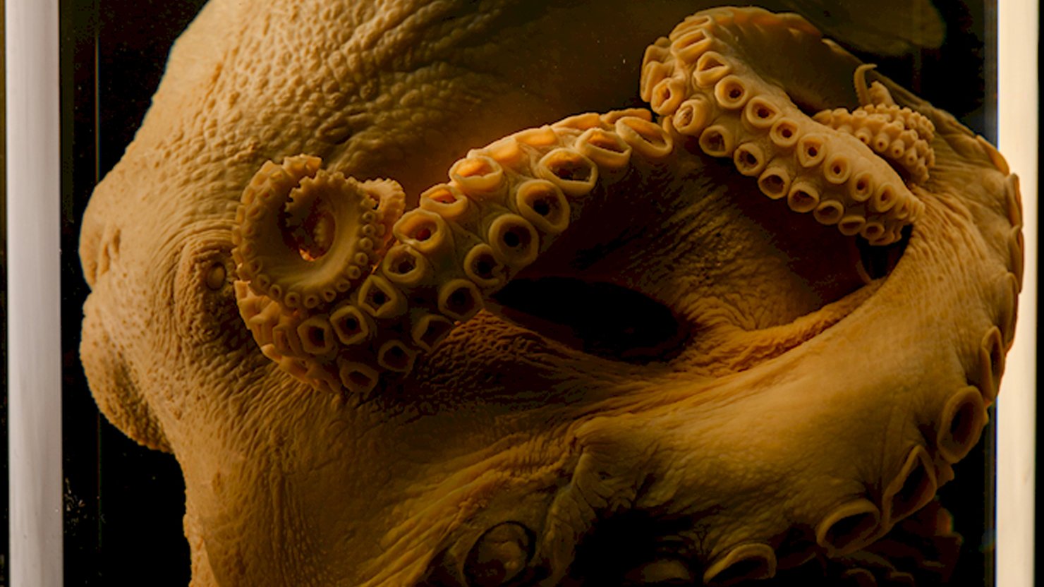 An octopus preserved inside a clear glass jar filled with liquid, photographed close-up against a dark background