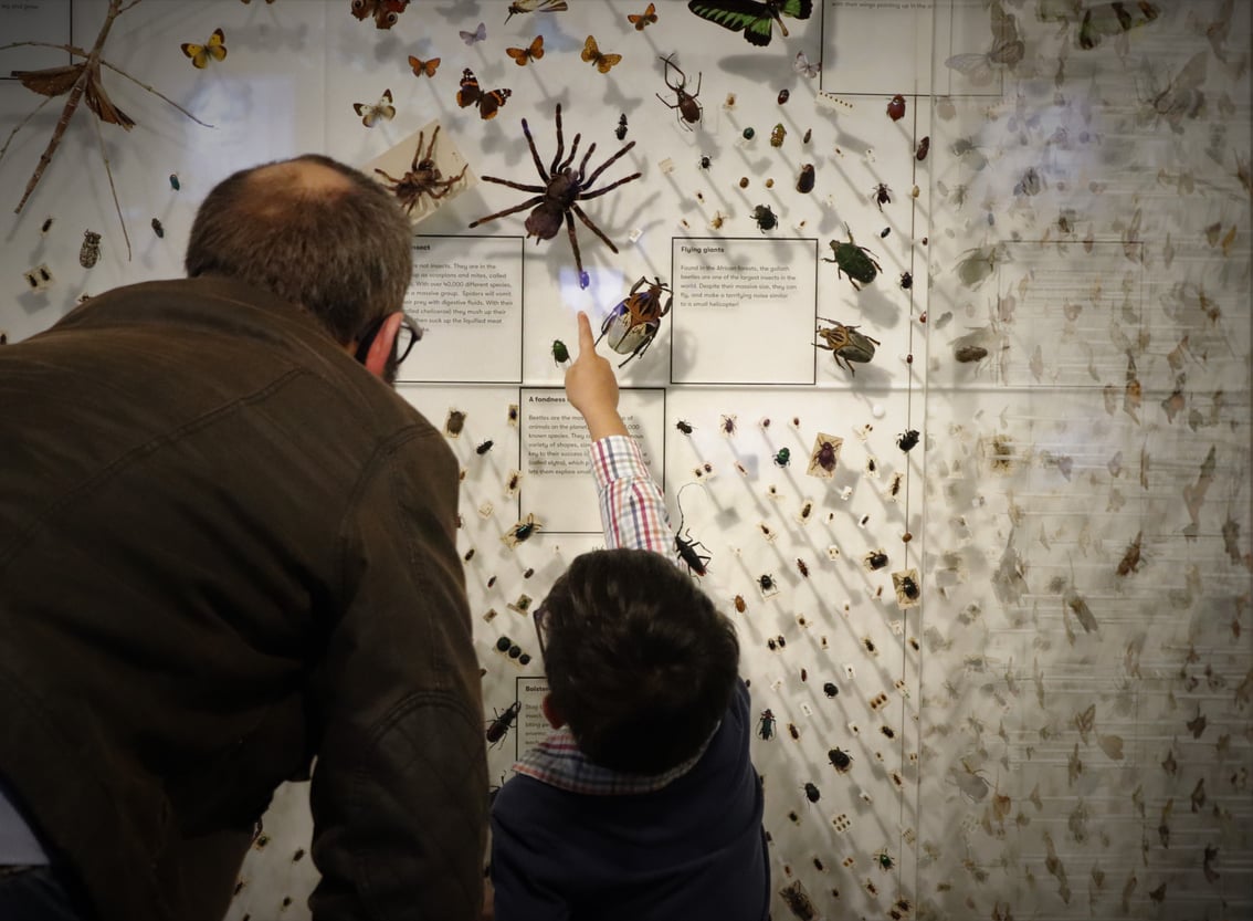 Displaying insects & biodiversity | Blog | The Box Plymouth
