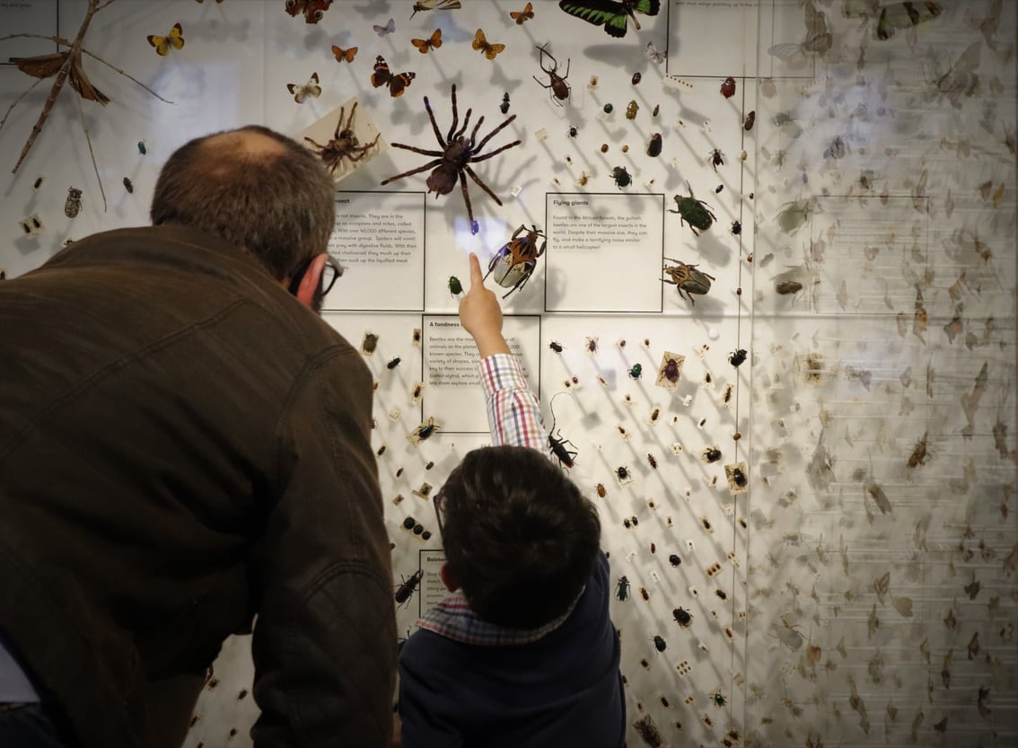 Displaying insects & biodiversity | Blog | The Box Plymouth