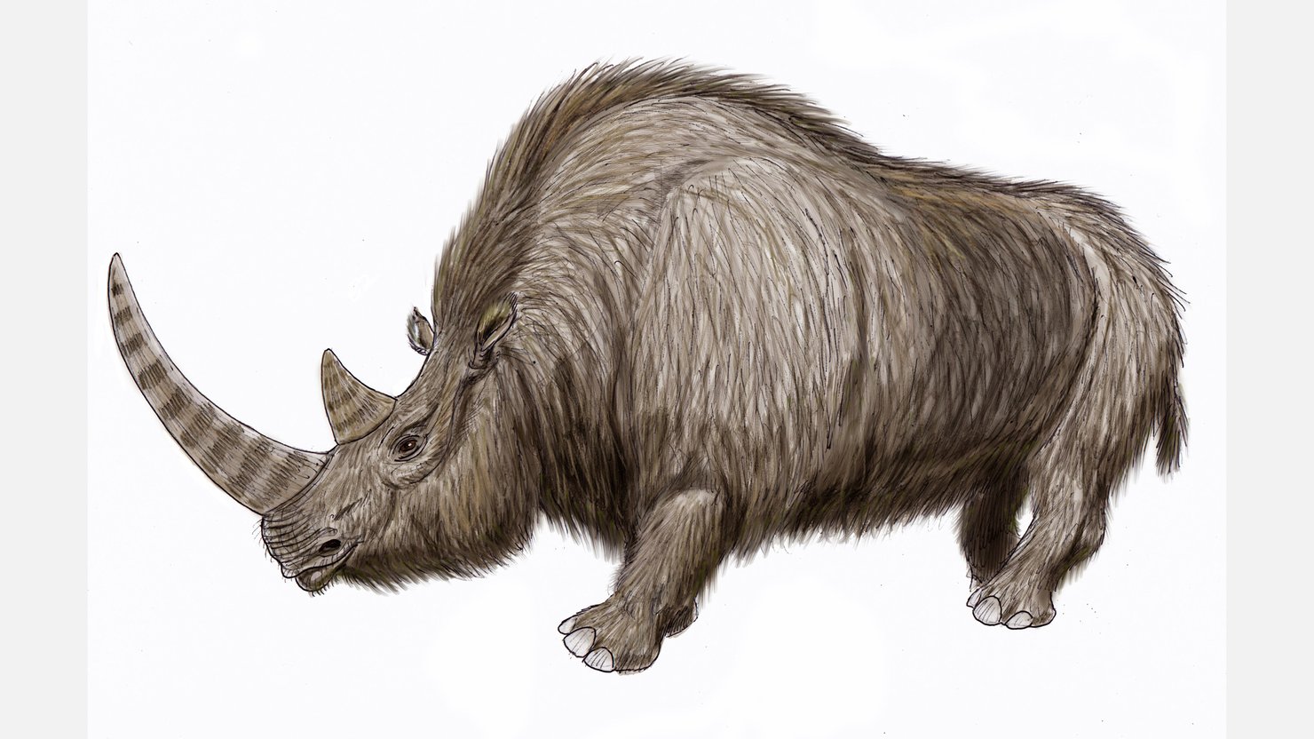 Illustration of a woolly rhinoceros sourced from Creative Commons
