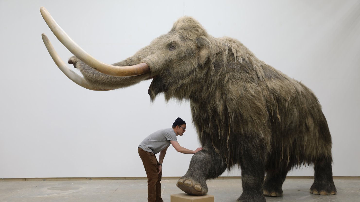 Looking Back: A mammoth moment | The Box Plymouth