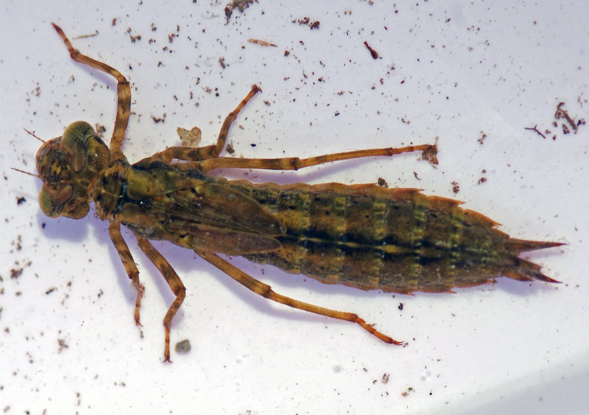A dragonfly larvae specimen