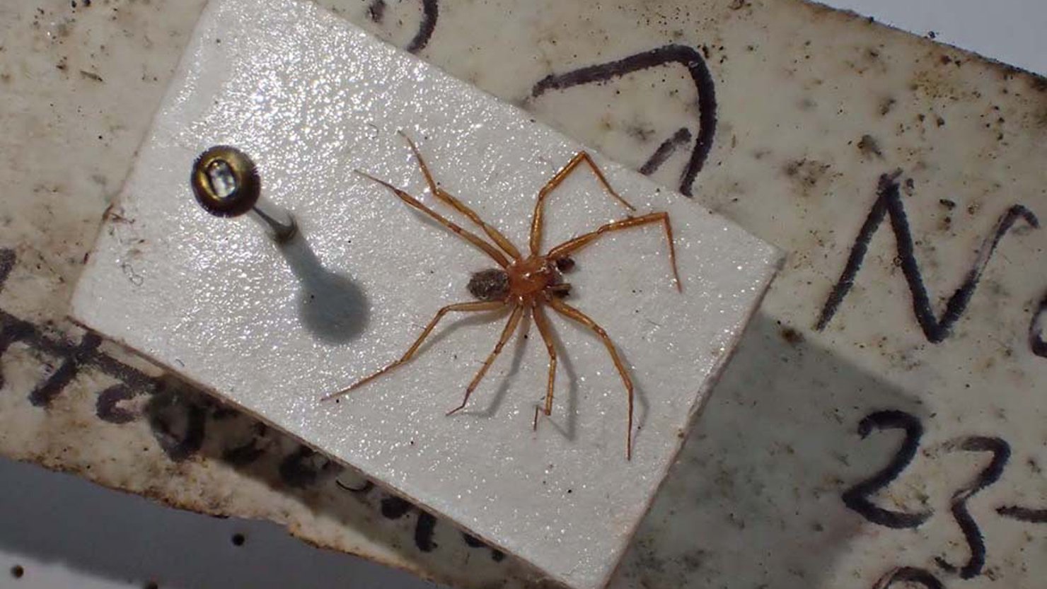 Photo of the rare Horrid Ground Weaver spider from The Box, Plymouth's collections