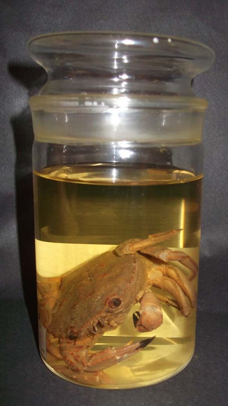 Photo of a marine specimen from The Box, Plymouth's natural history collections