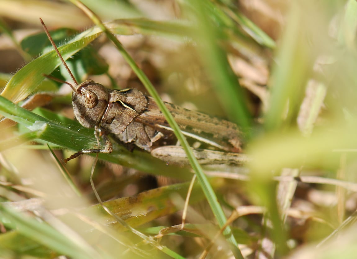 A grasshopper hidden in some grass