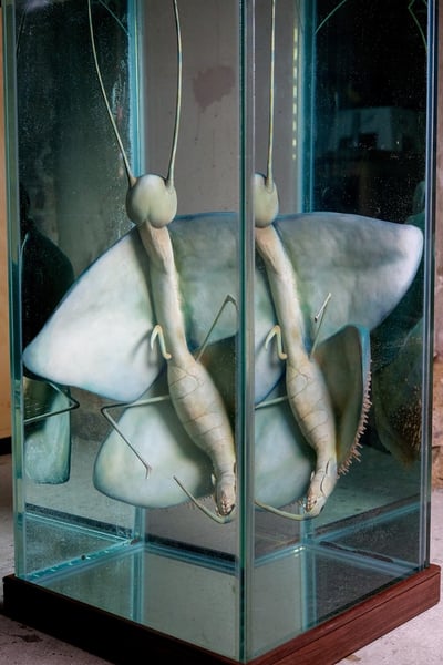 hybrida composita, 2025 © Sonya Dyer. Photograph by Pheonix Tanner.