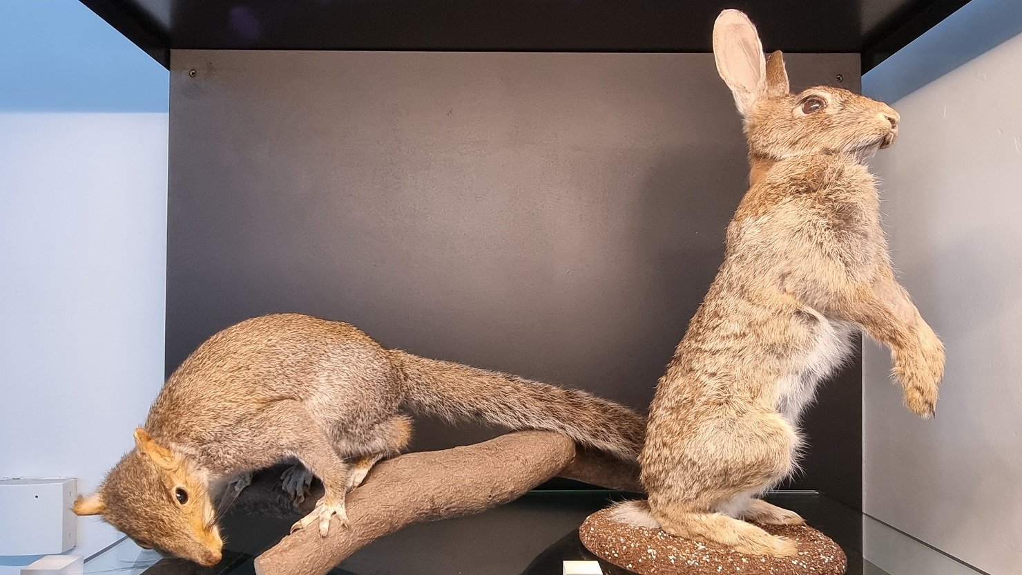 Taxidermy rabbit and squirrel