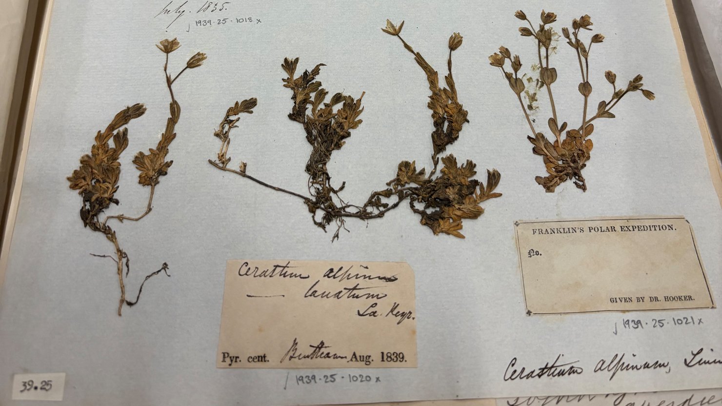 A discovery in the herbarium: Polar specimen gives staff the shivers at The Box | The Box Plymouth