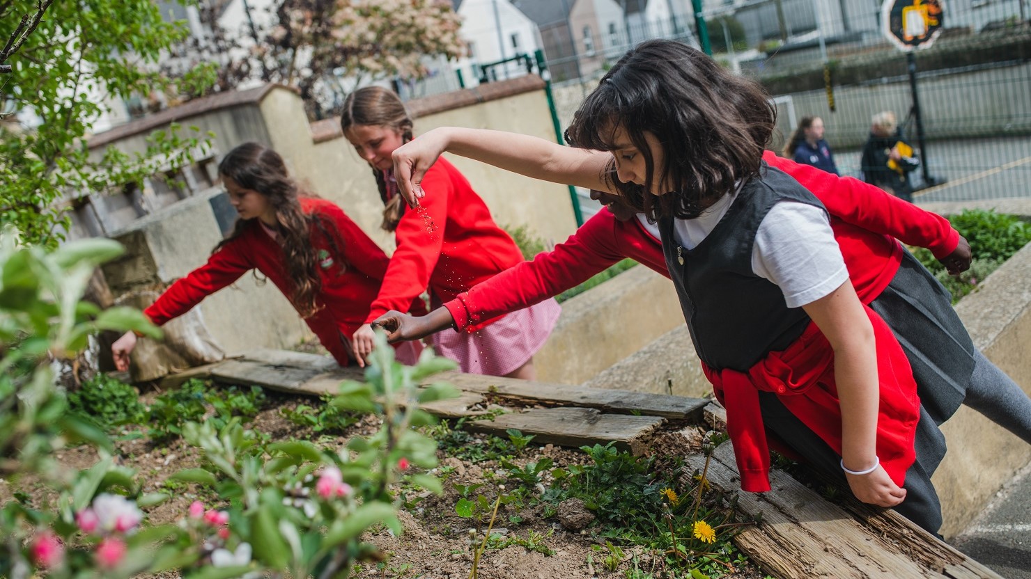 School children plant sees in a small garden area