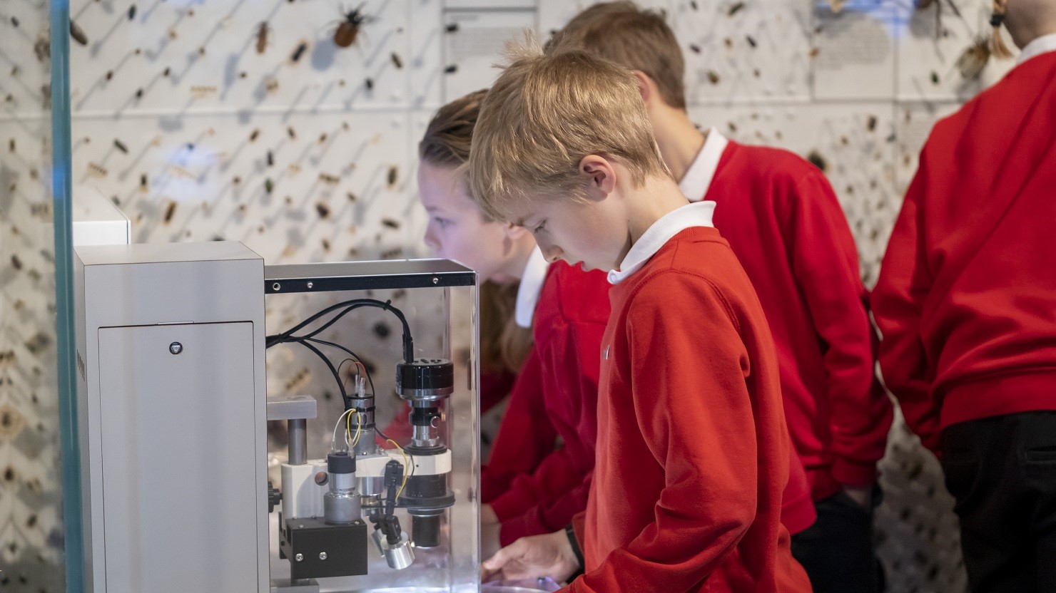 Children looking through a microscope at insects