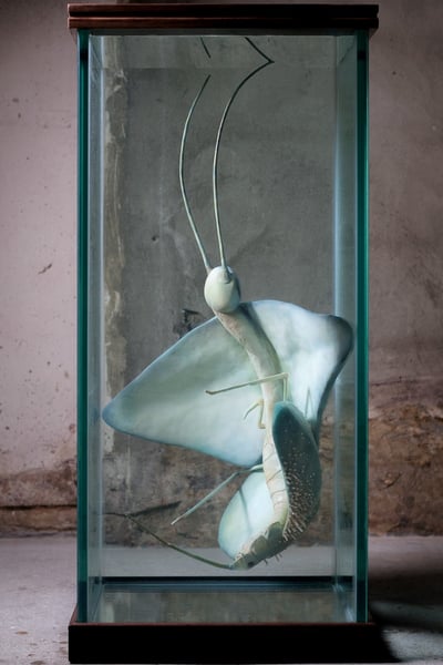 hybrida composita, 2025 © Sonya Dyer. Photograph by Pheonix Tanner.