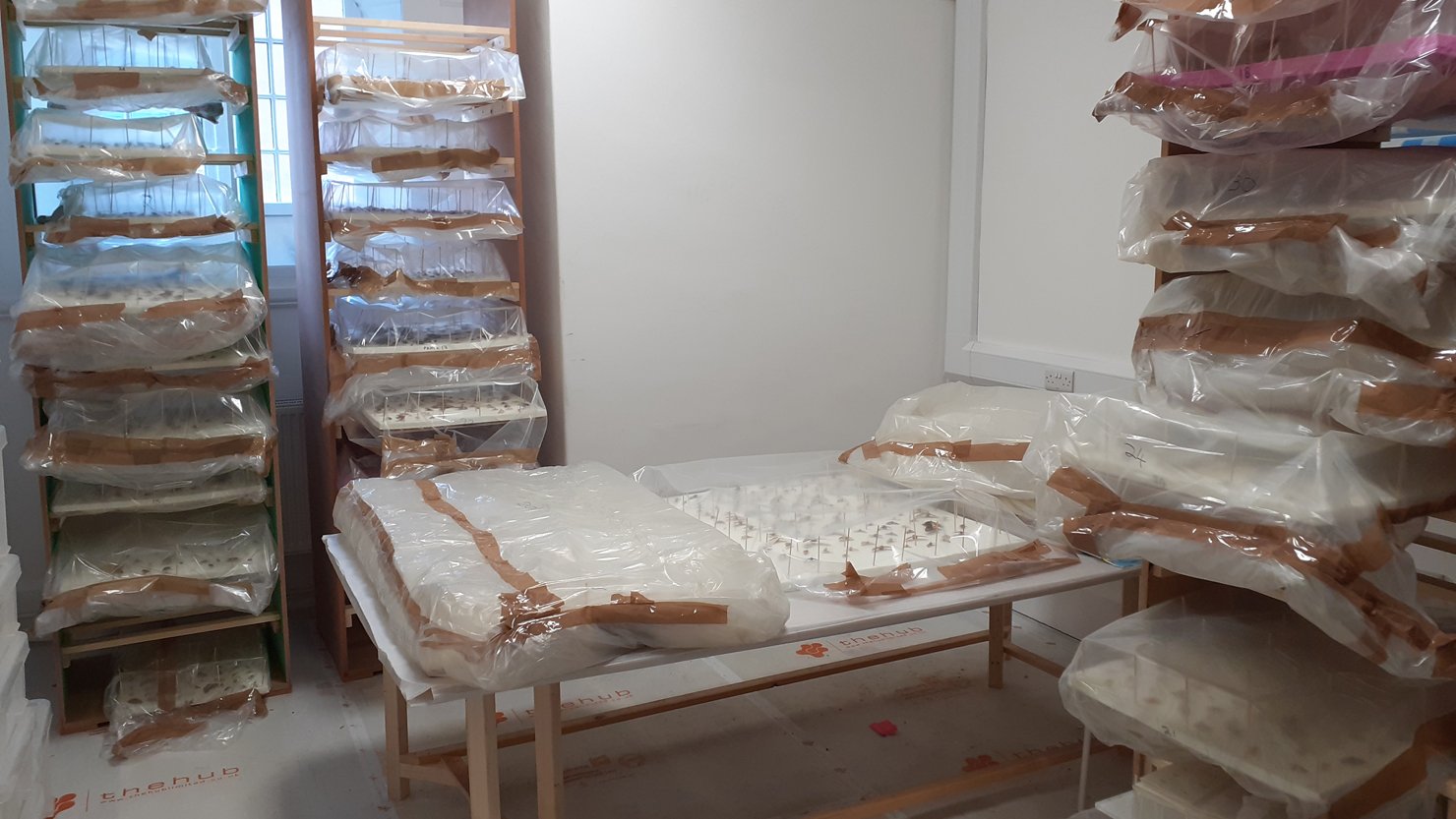 Trays of insects on shelves in a museum store