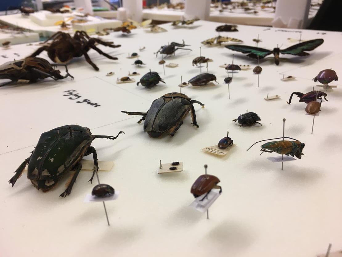 Pinned beetles from a natural history collection