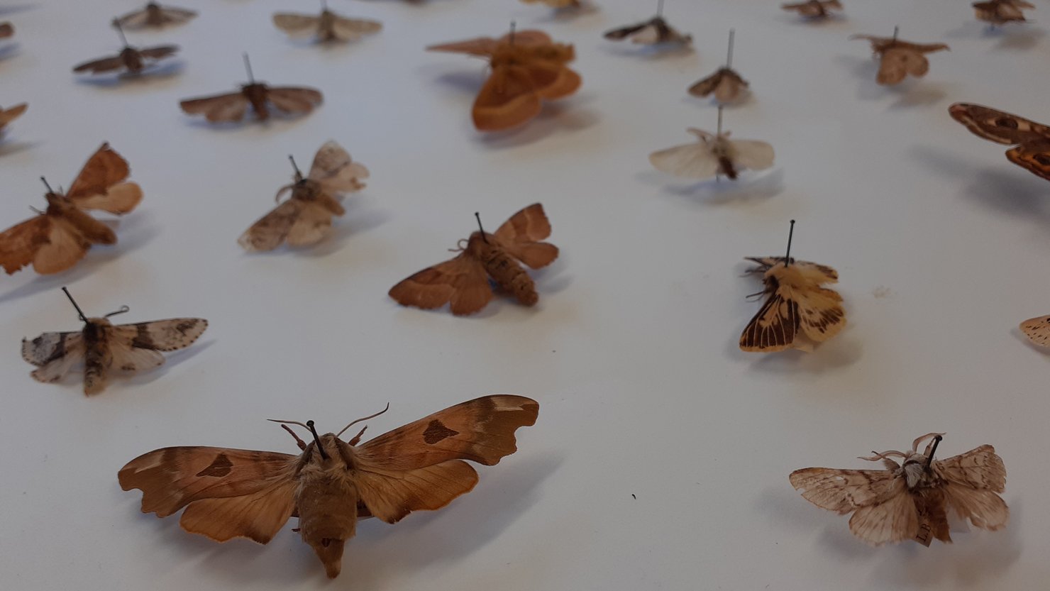 Pinned butterflies in a museum store