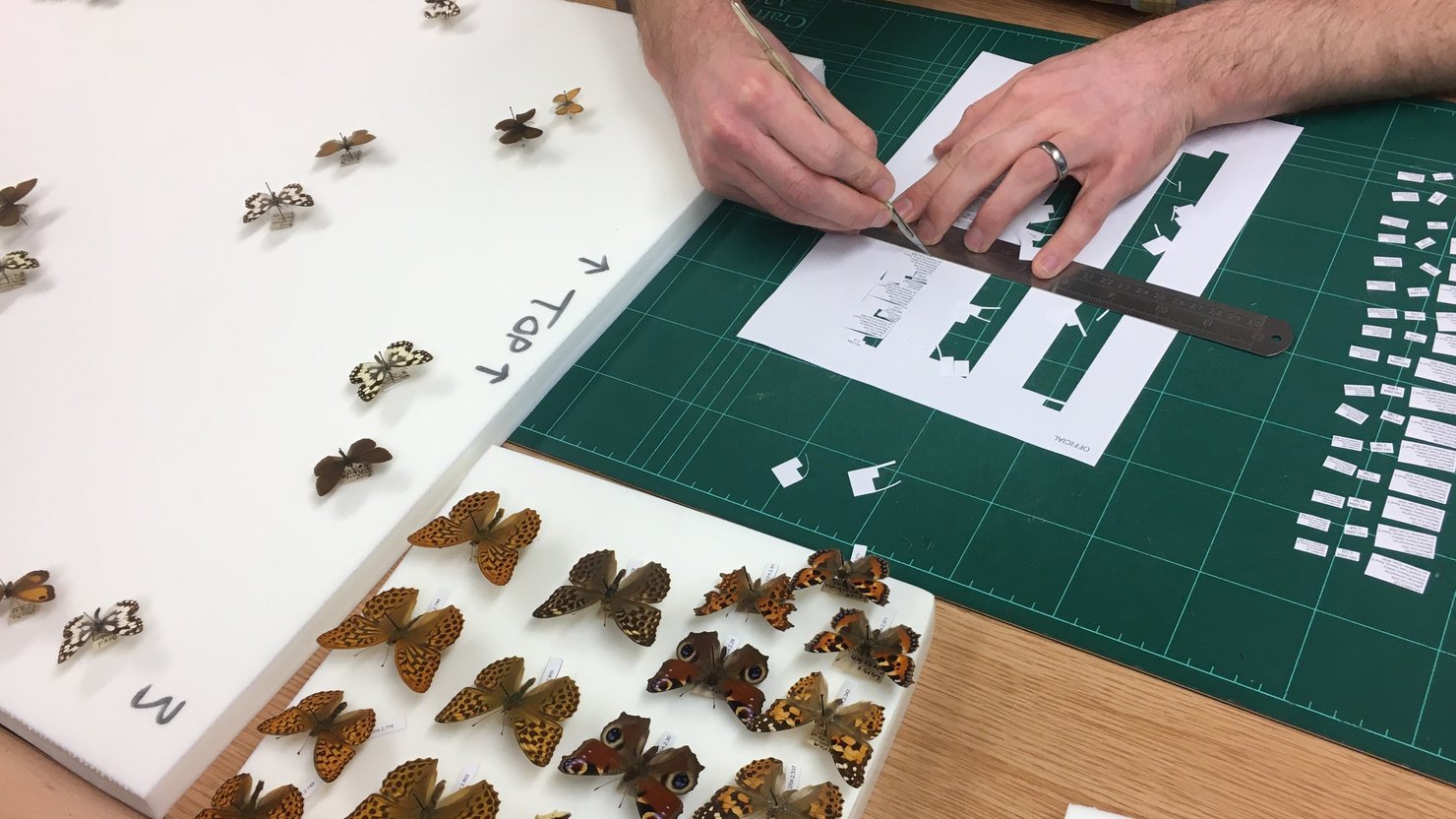 Pinning butterflies and creating labels