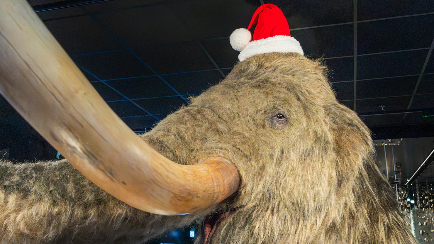 A woolly mammoth taxidermy head with long curved tusks, wearing a red Santa hat with a white pom-pom, displayed indoors in a museum setting