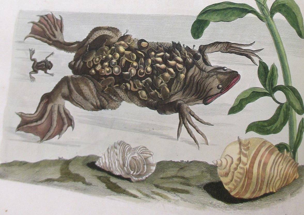 Illustration of frog and spawn by Maria Sybilla Merian