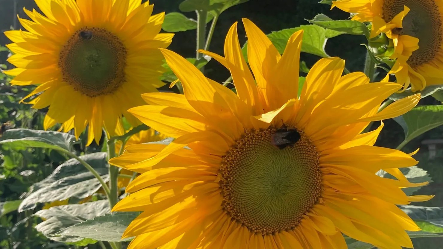 The Box Sunflower Competition