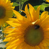 The Box Sunflower Competition