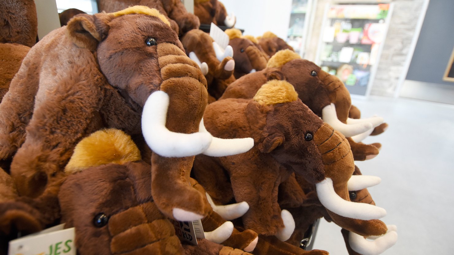 Cuddly mammoth toys in a shop