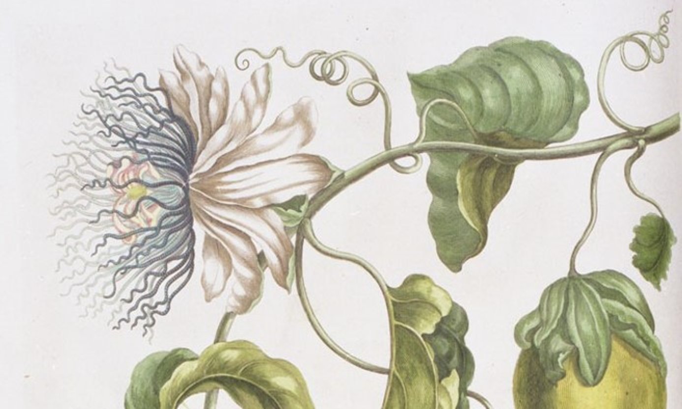 Plant illustration by Maria Sybilla Merian