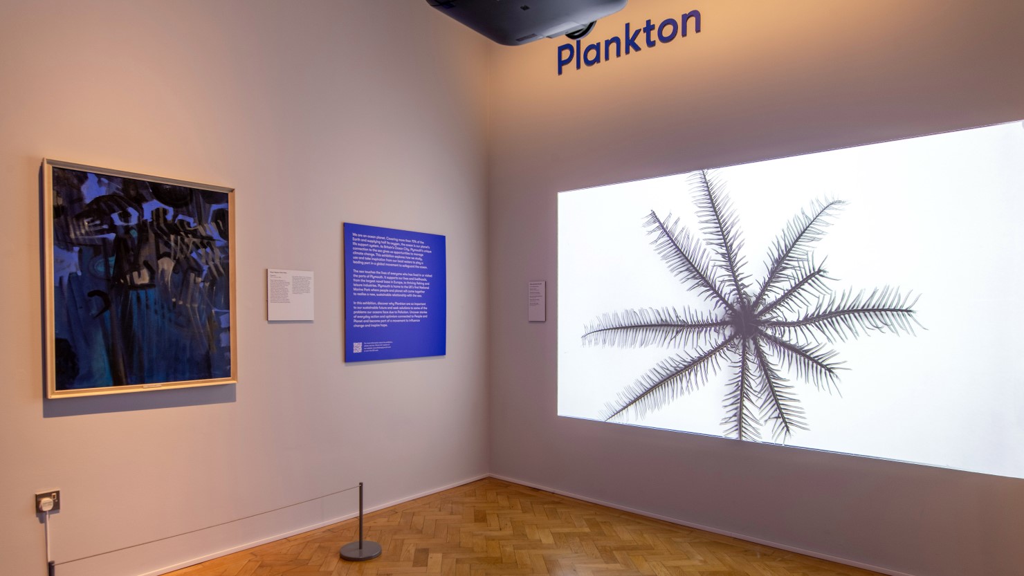 Tiny but Mighty: Top Tips for Preserving Plankton on World Environment Day 2024