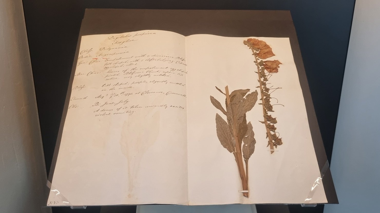 Pressed wildflower on display