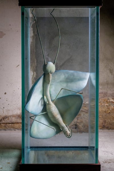 hybrida composita, 2025 © Sonya Dyer. Photograph by Pheonix Tanner.
