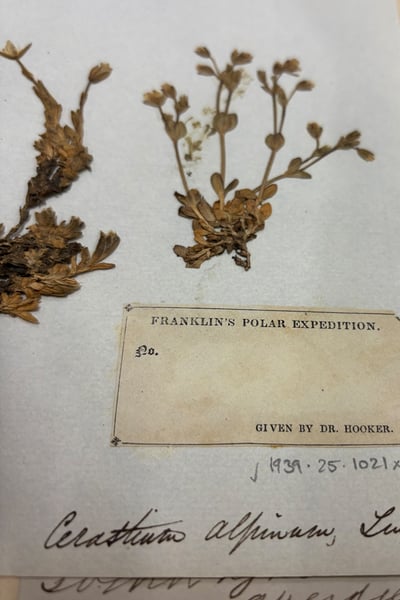 Cerastium alpinum herbarium page with the Dr Hooker label