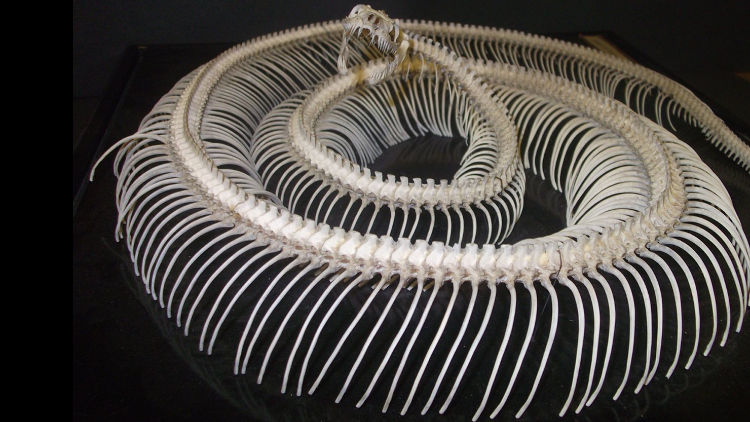 Snake Skeleton from The Box's collections