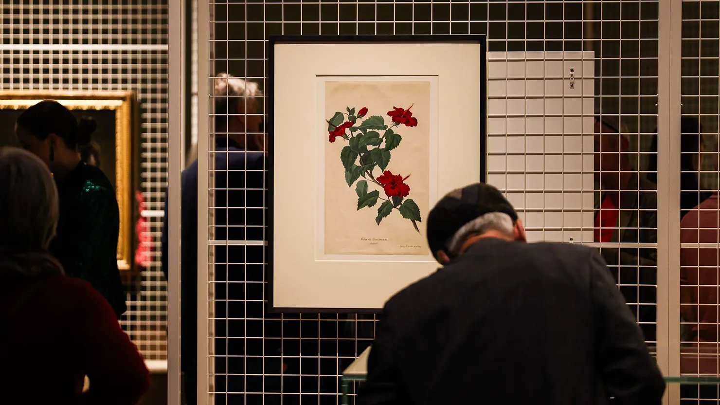 Watercolour on paper of Hibiscus rosa-sinensis  by Sydney Parkinson in North Gallery. Item on loan courtesy of the Trustees of the Natural History Museum, London