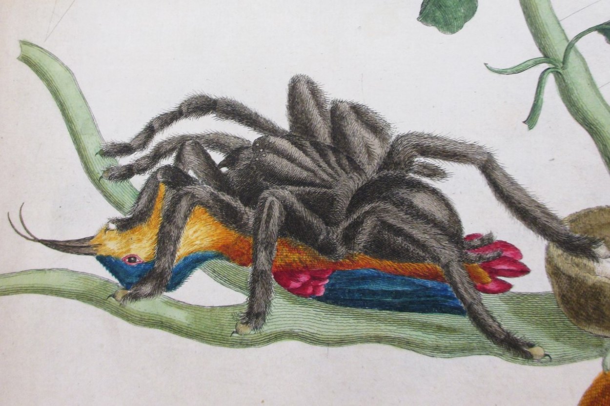 Illustration of bird eating spider by Maria Sybilla Merian