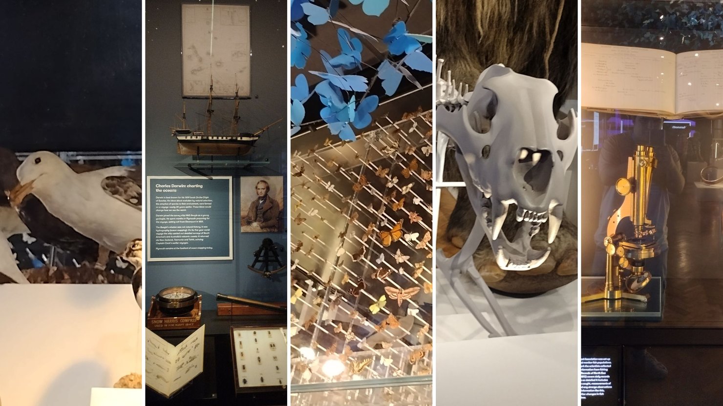 Selection of images, stuffed seagull, Charles Darwin display, butterfly display, sabretooth cat model and telescope