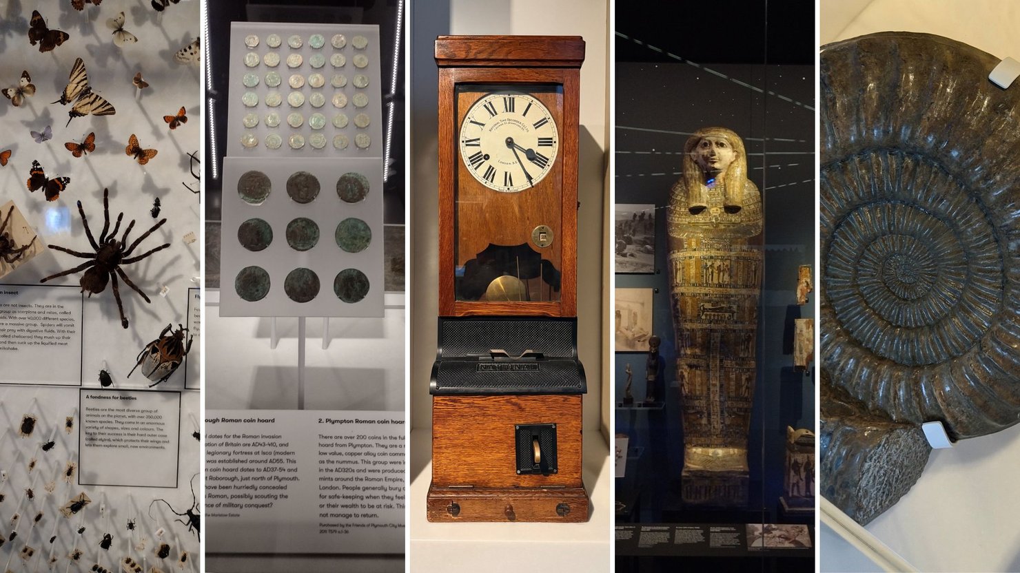 Arachnids, roman coins, clocking in machine, Egyptian mummy coffin and ammonite on display
