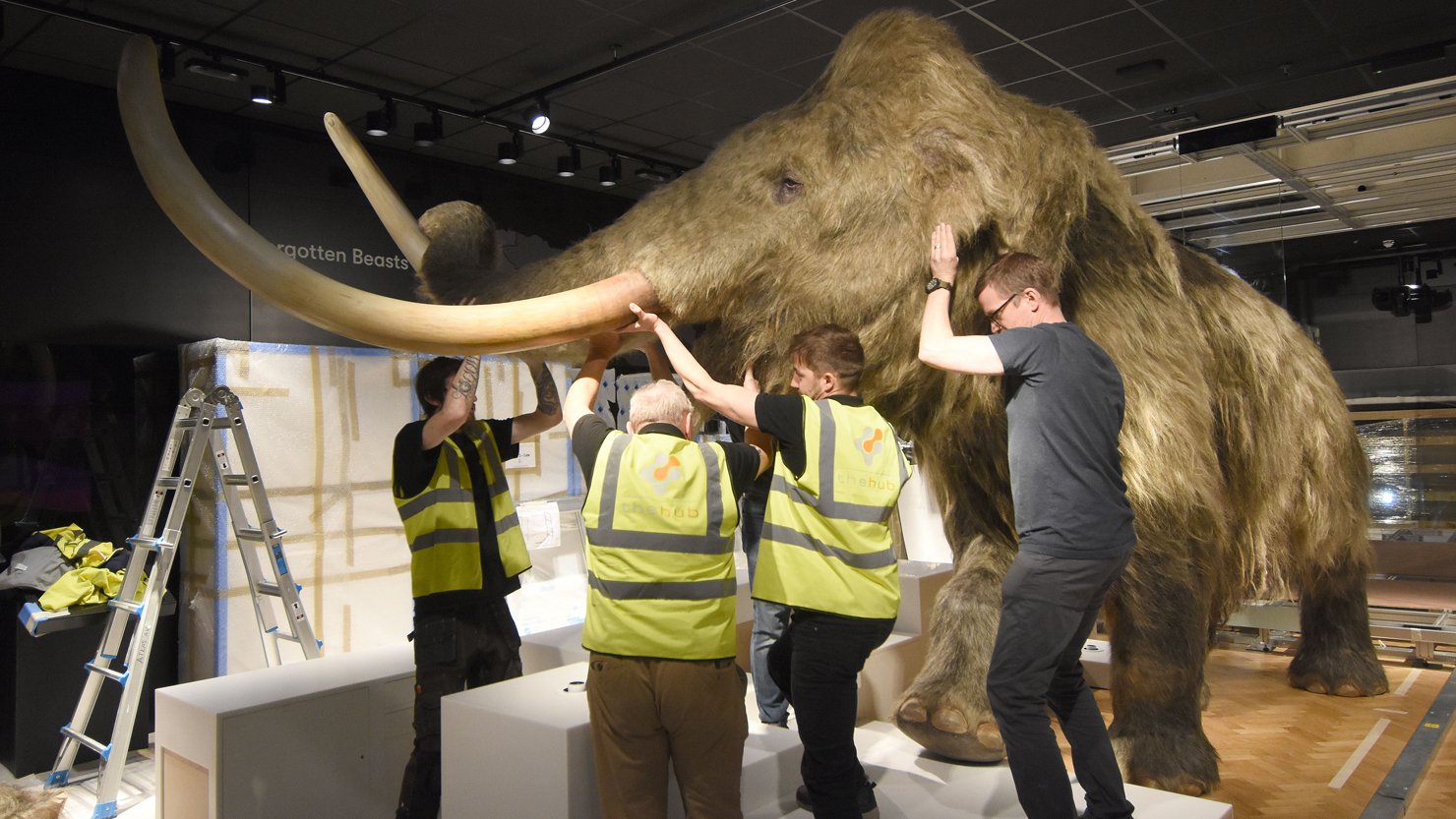 A replica woolly mammoth being moved into place by a team of people in a gallery