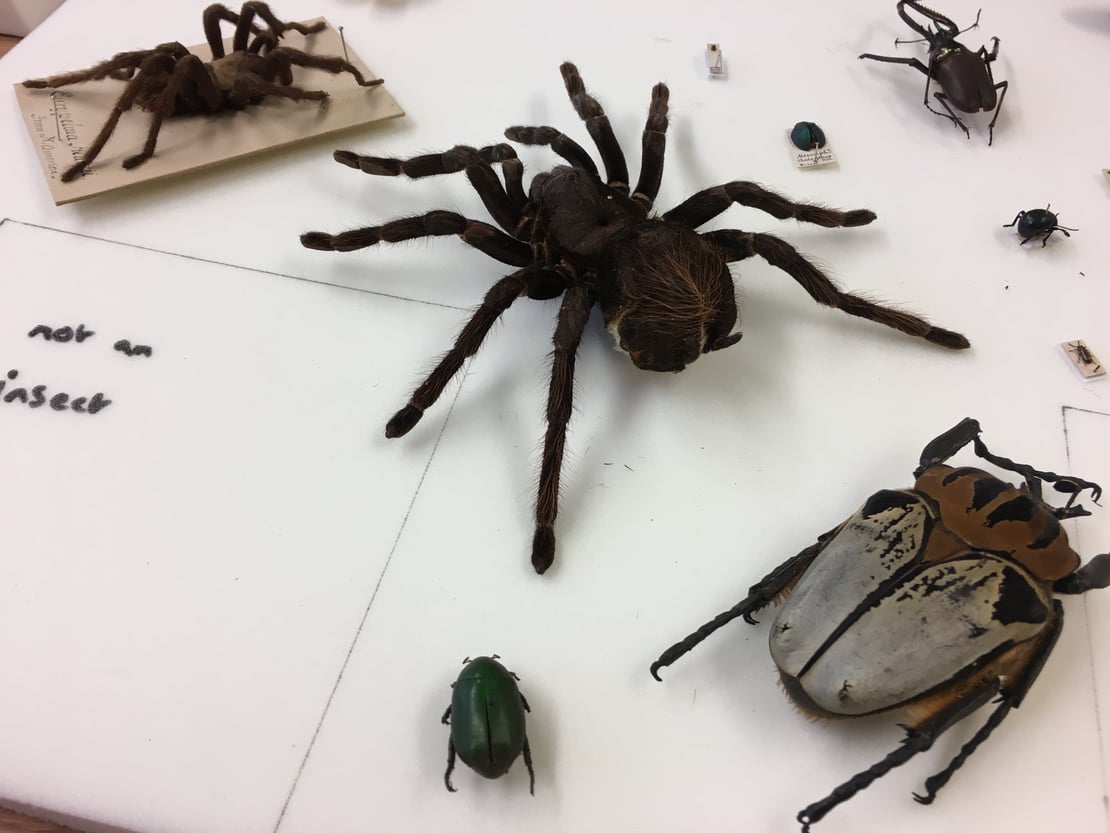 Three large pinned insects from a natural history collection