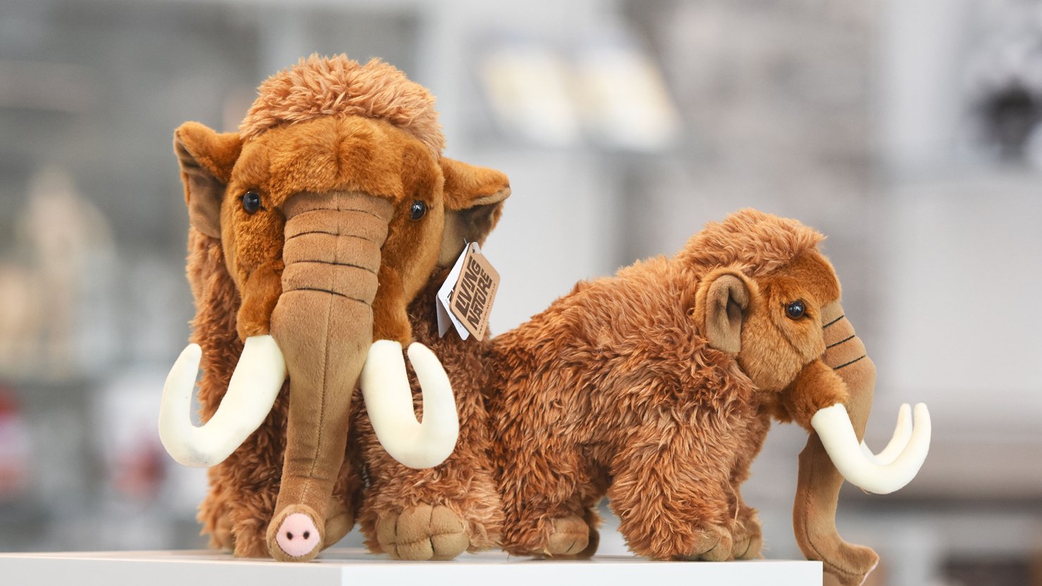 Toy mammoths in the shop at The Box