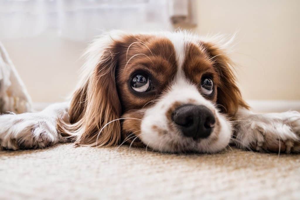 Ten Simple Tips to Keep Your Home Clean When a Dog is in Heat