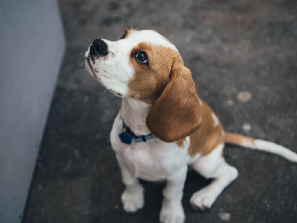 More than 200 Popular and Cute Beagle Names for 2022