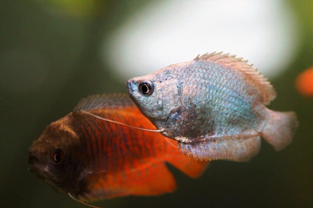 gourami, scrubby, blue