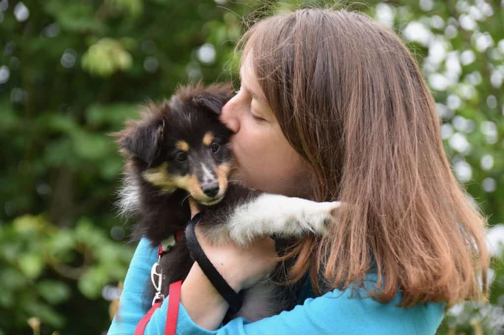 shetland sheepdog, woman, puppy-6512991.jpg