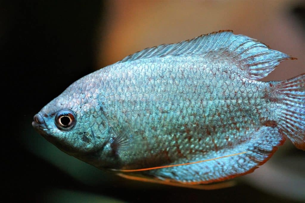 18 Gourami Fish Types Popular in 2023