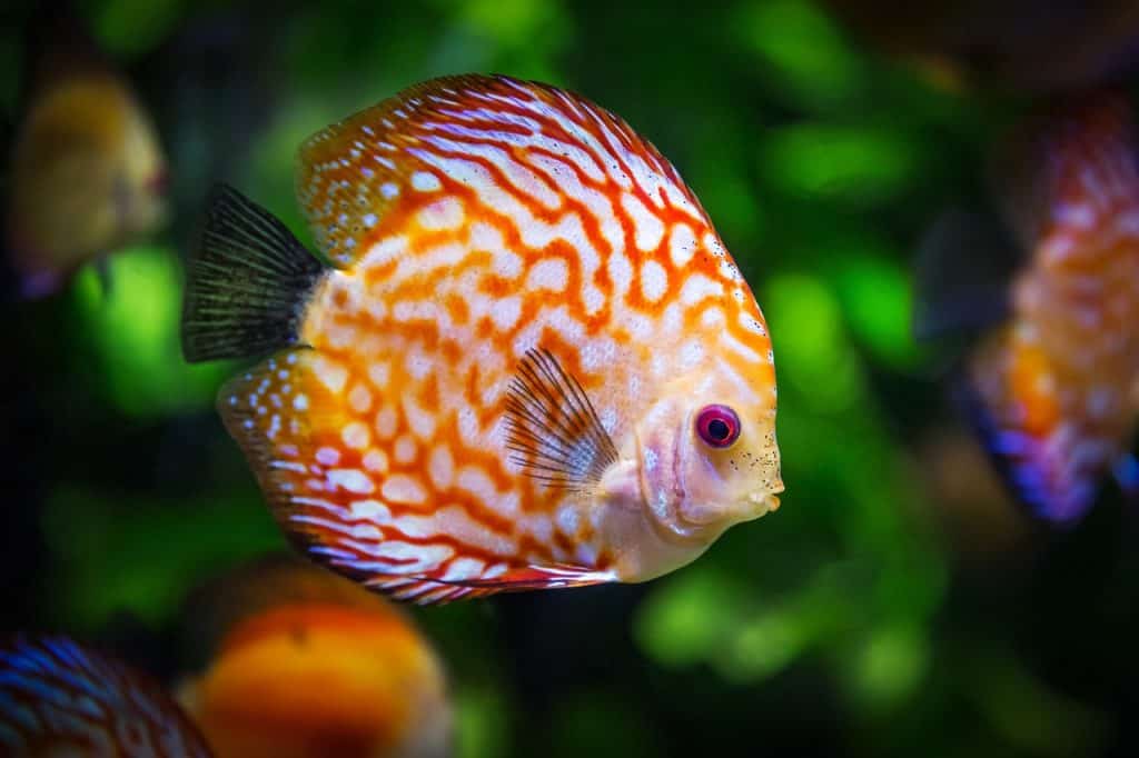 105 Fish Names: Ideas for Colorful and Luminescent Fish