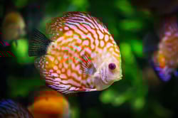105 Fish Names: Ideas for Colorful and Luminescent Fish