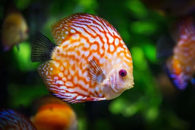 105 Fish Names: Ideas for Colorful and Luminescent Fish