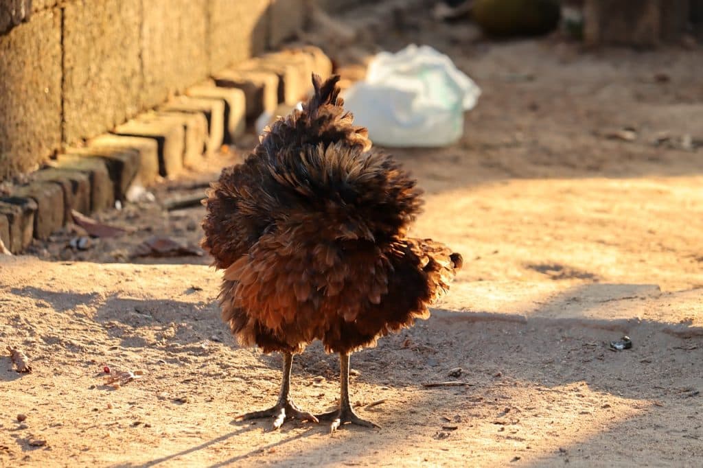 12 Pictures of Small Chicken Breeds