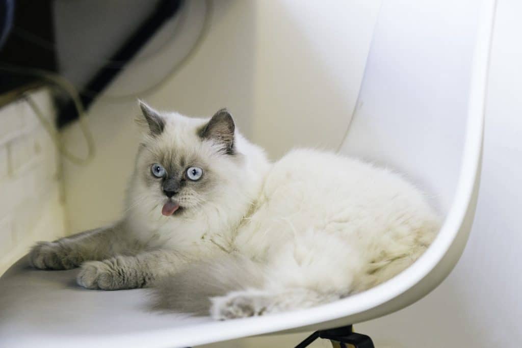 The 20 Greatest Cat Movies of All Time