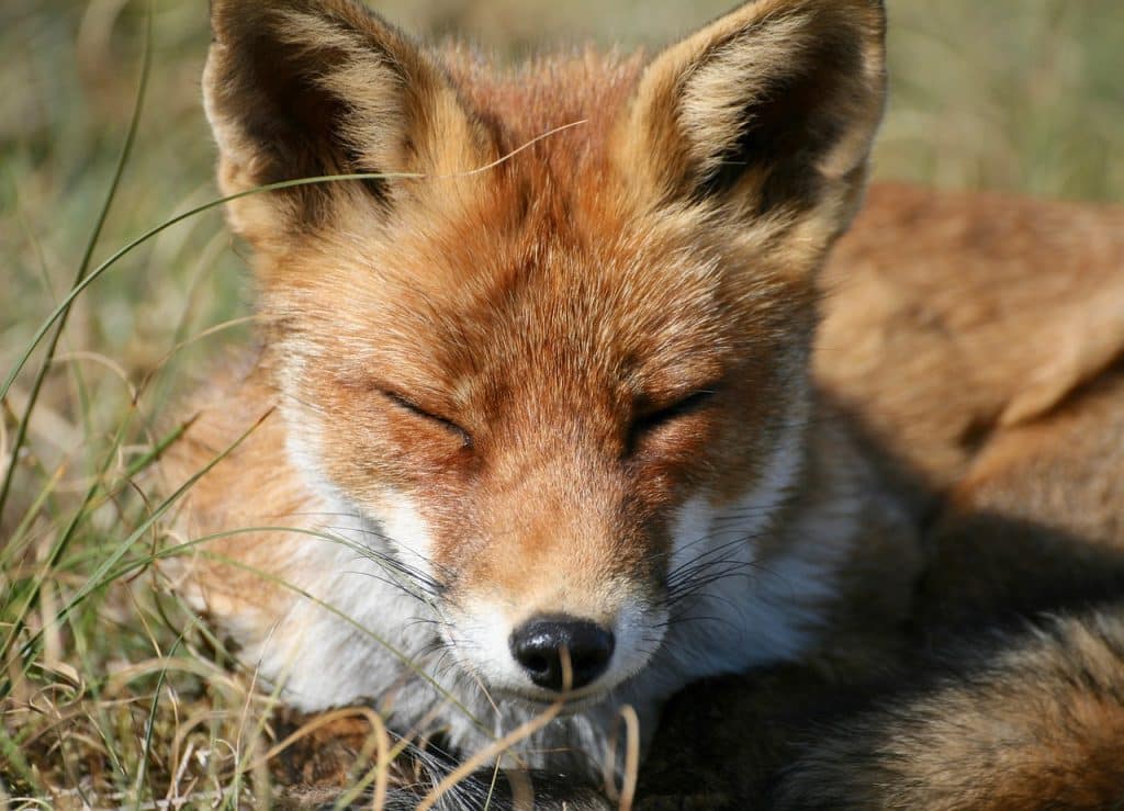 red fox, animal, wildlife