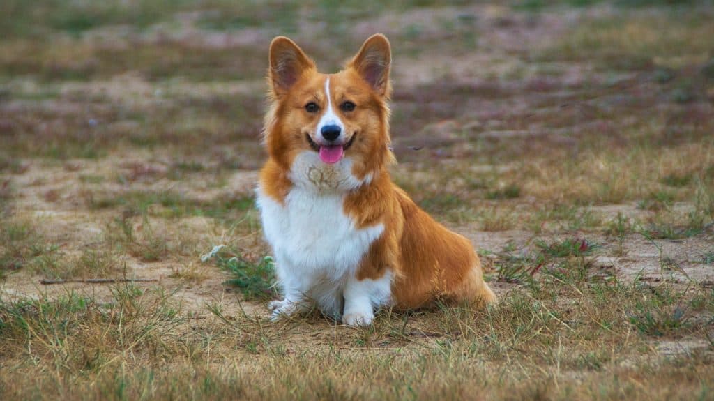 welschcorgi, corgi, pet-3593486.jpg